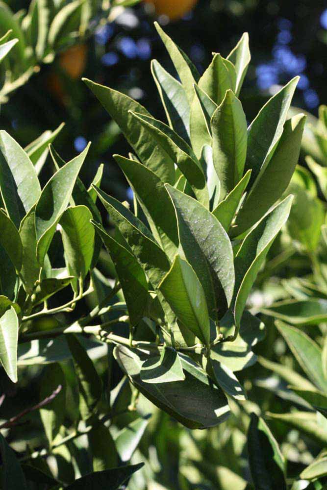            Sun leaves (Riverside, CA)   